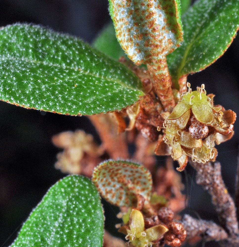 Flora of Eastern Washington Image: Shephardia canadensis