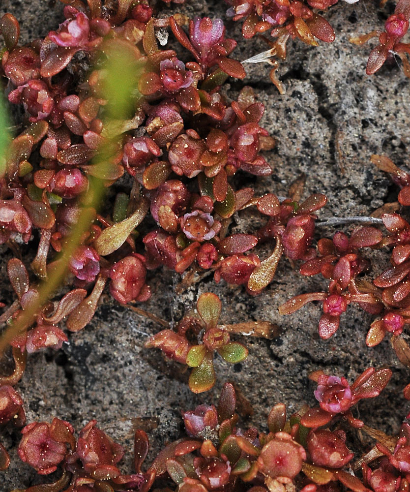 Flora of Eastern Washington Image: Elatine californica