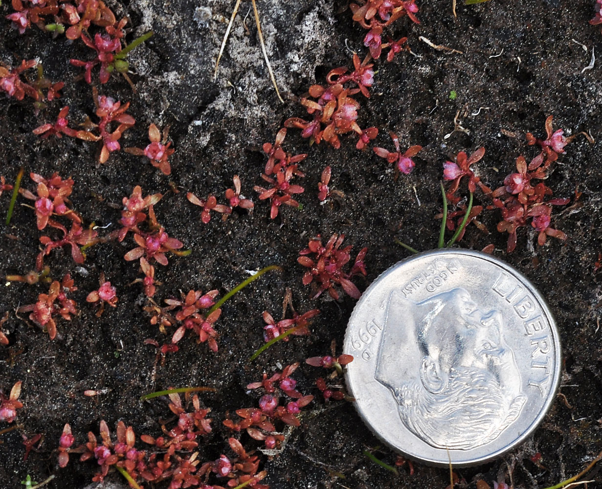 Flora of Eastern Washington Image: Elatine californica
