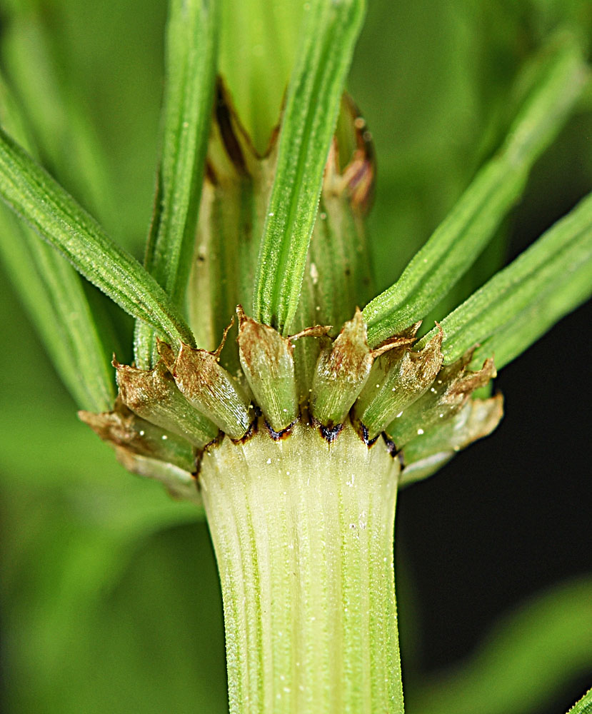 Flora of Eastern Washington Image: Equisetum arvense