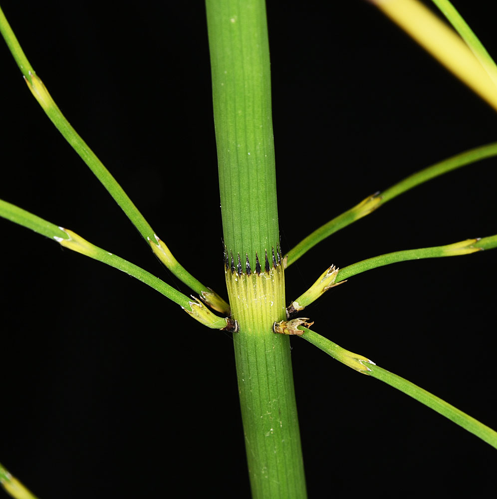 Flora of Eastern Washington Image: Equisetum fluviatile
