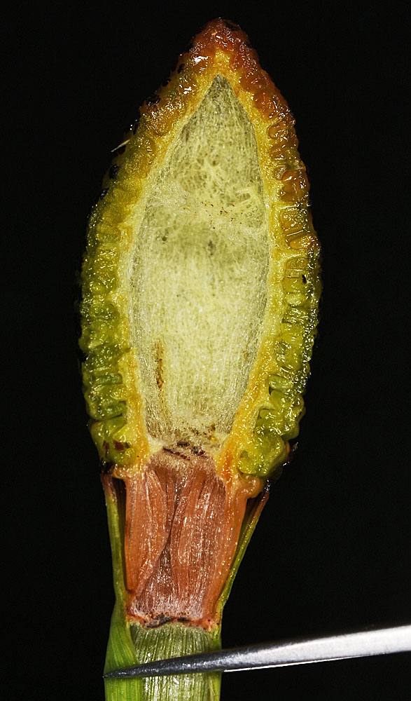 Flora of Eastern Washington Image: Equisetum laevigatum