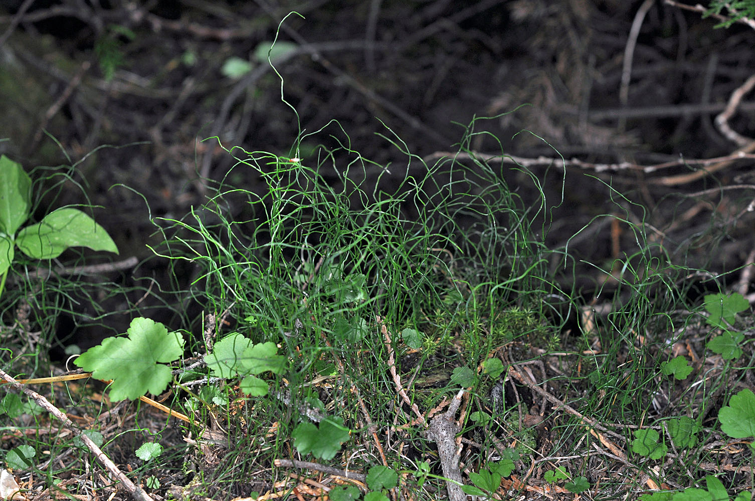 Flora of Eastern Washington Image: Equisetum scirpoides