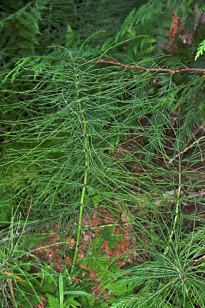 Flora of Eastern Washington Image: Equisetum pratense