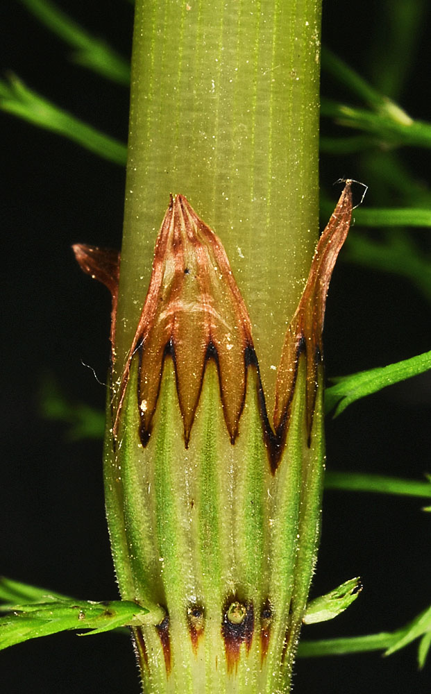 Flora of Eastern Washington Image: Equisetum sylvaticum