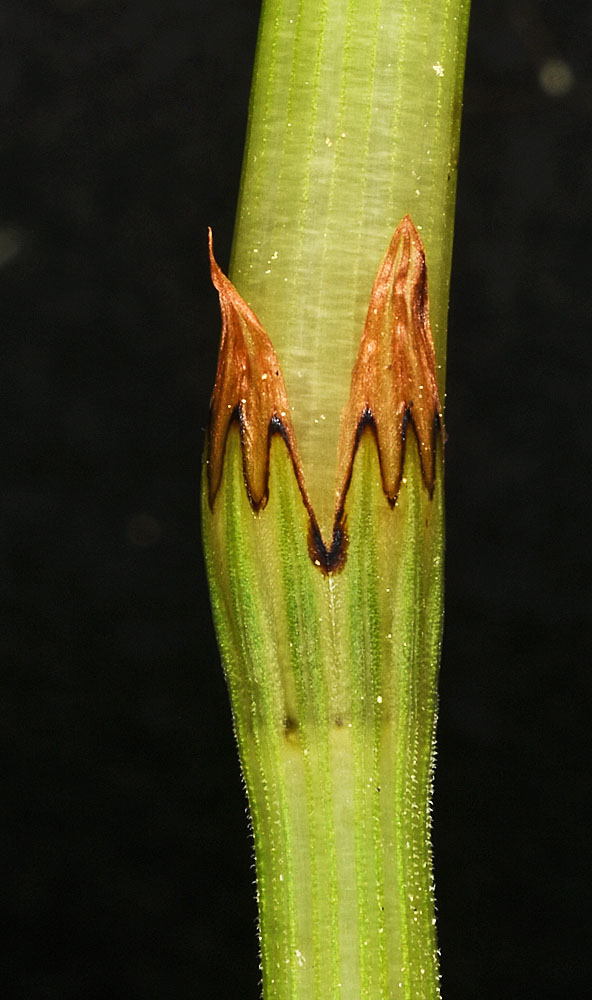 Flora of Eastern Washington Image: Equisetum sylvaticum