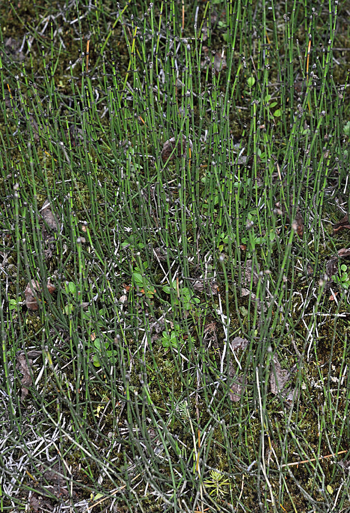 Flora of Eastern Washington Image: Equisetum variegatum