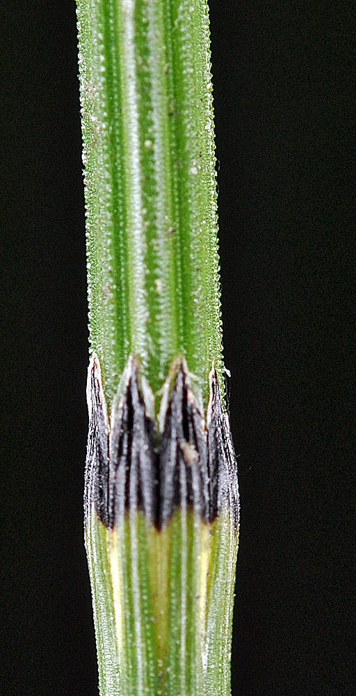 Flora of Eastern Washington Image: Equisetum variegatum