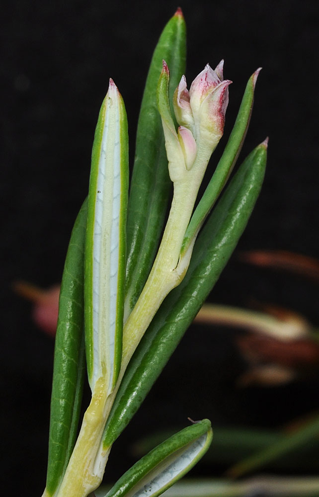 Flora of Eastern Washington Image: Andromeda polifolia