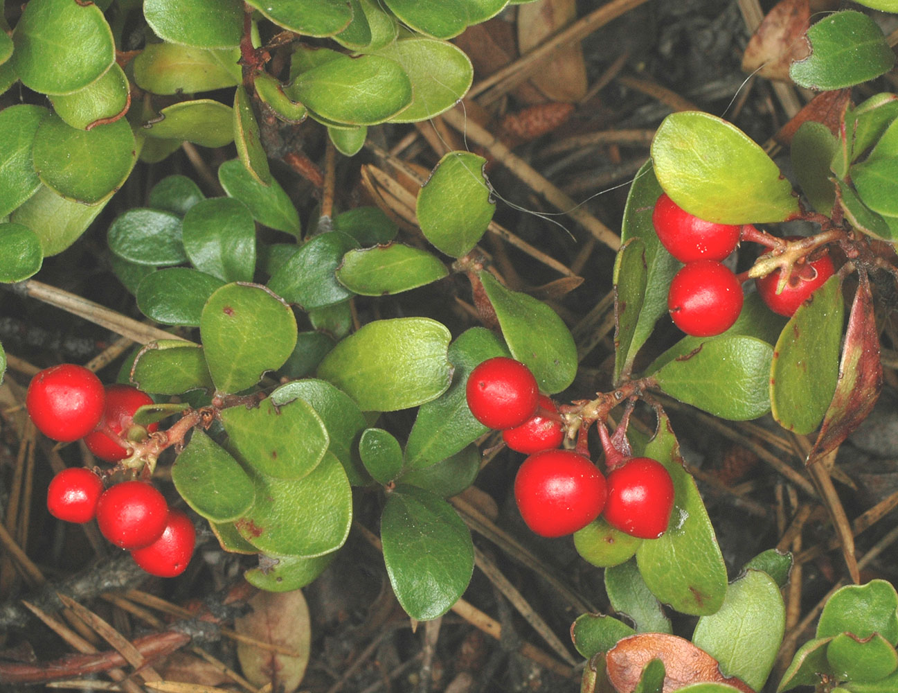 Flora of Eastern Washington Image: Arctostaphylos uva-ursi