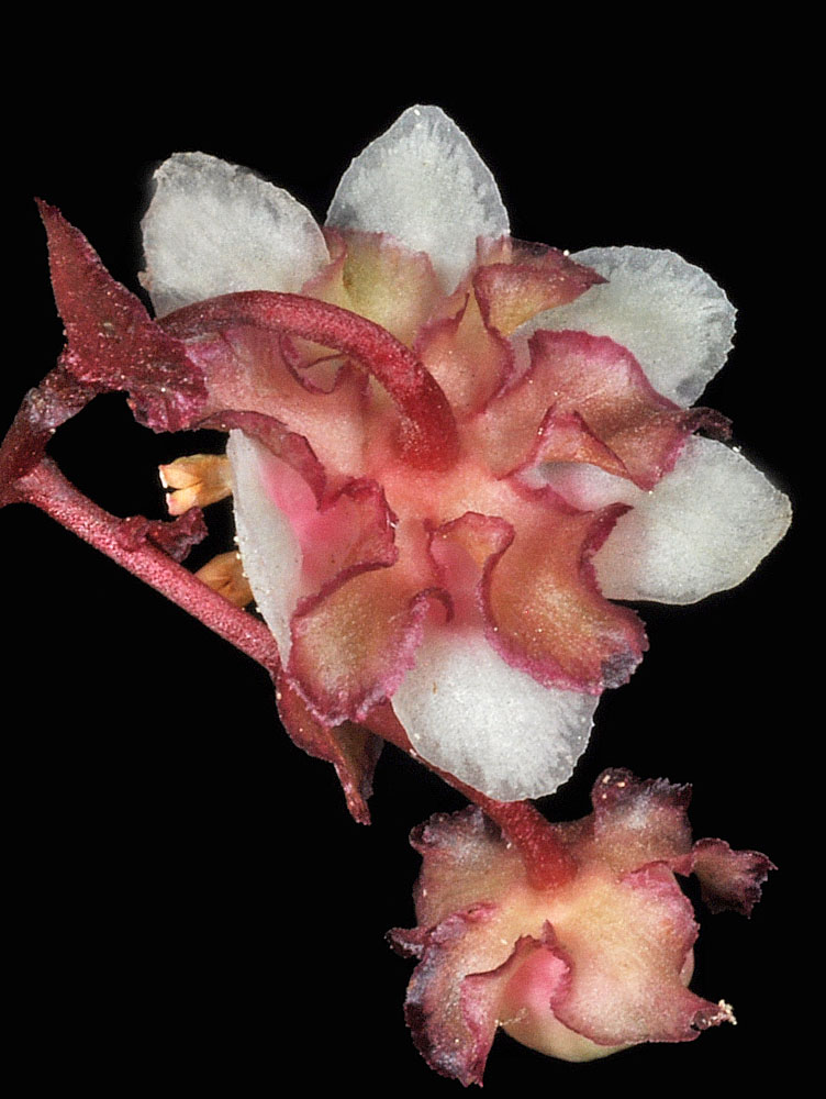 Flora of Eastern Washington Image: Chimaphila menziesii