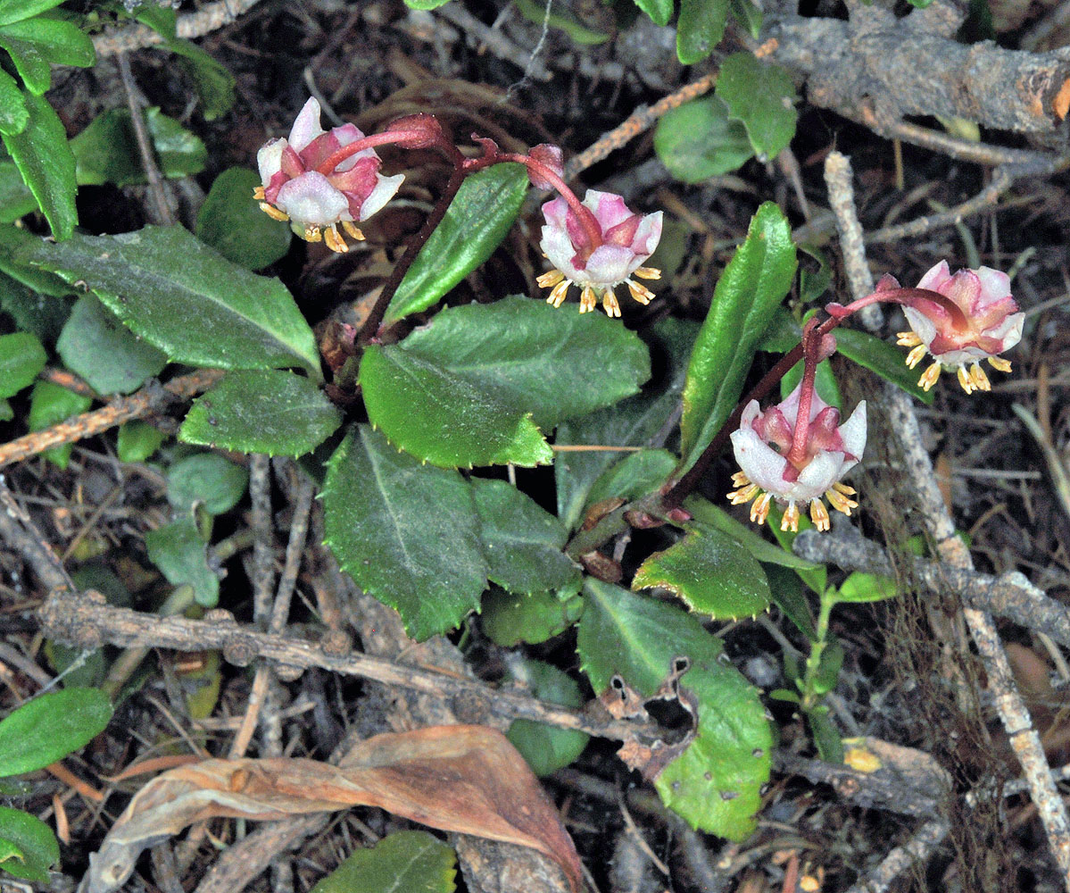 Flora of Eastern Washington Image: Chimaphila menziesii