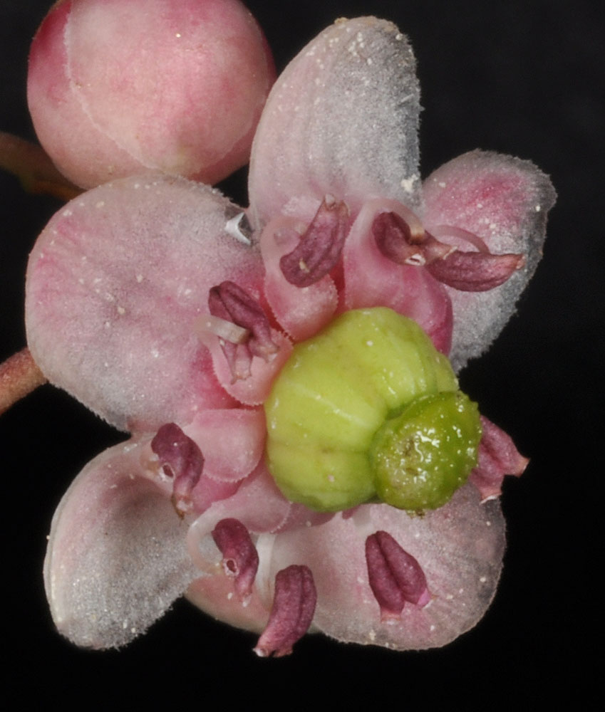 Flora of Eastern Washington Image: Chimaphila umbellata