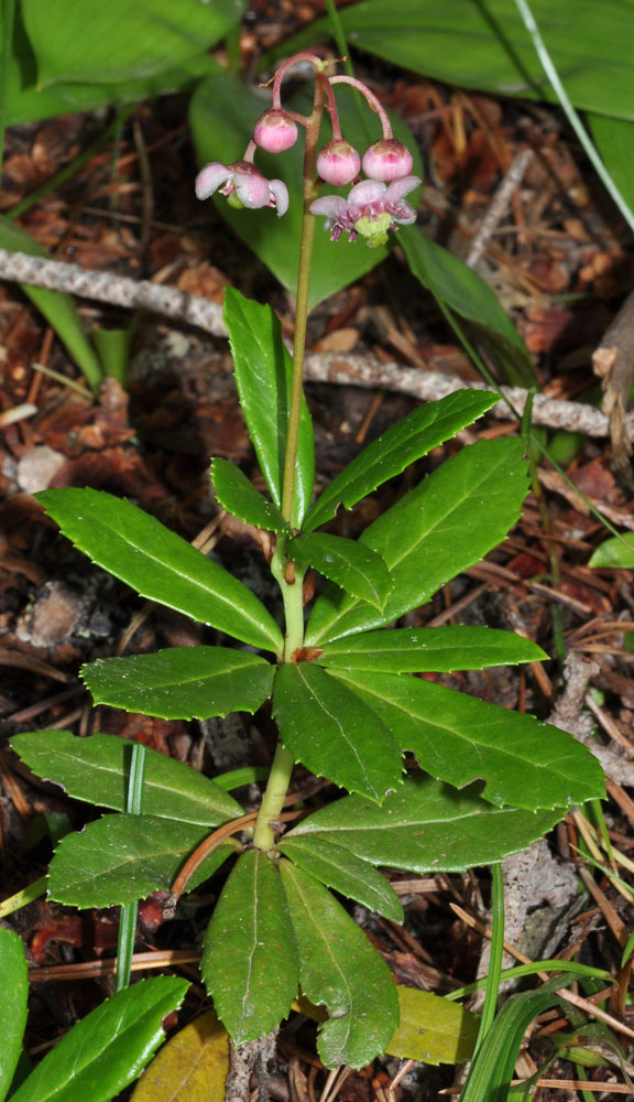 Flora of Eastern Washington Image: Chimaphila umbellata