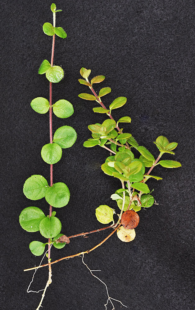 Flora of Eastern Washington Image: Gaultheria hispidula