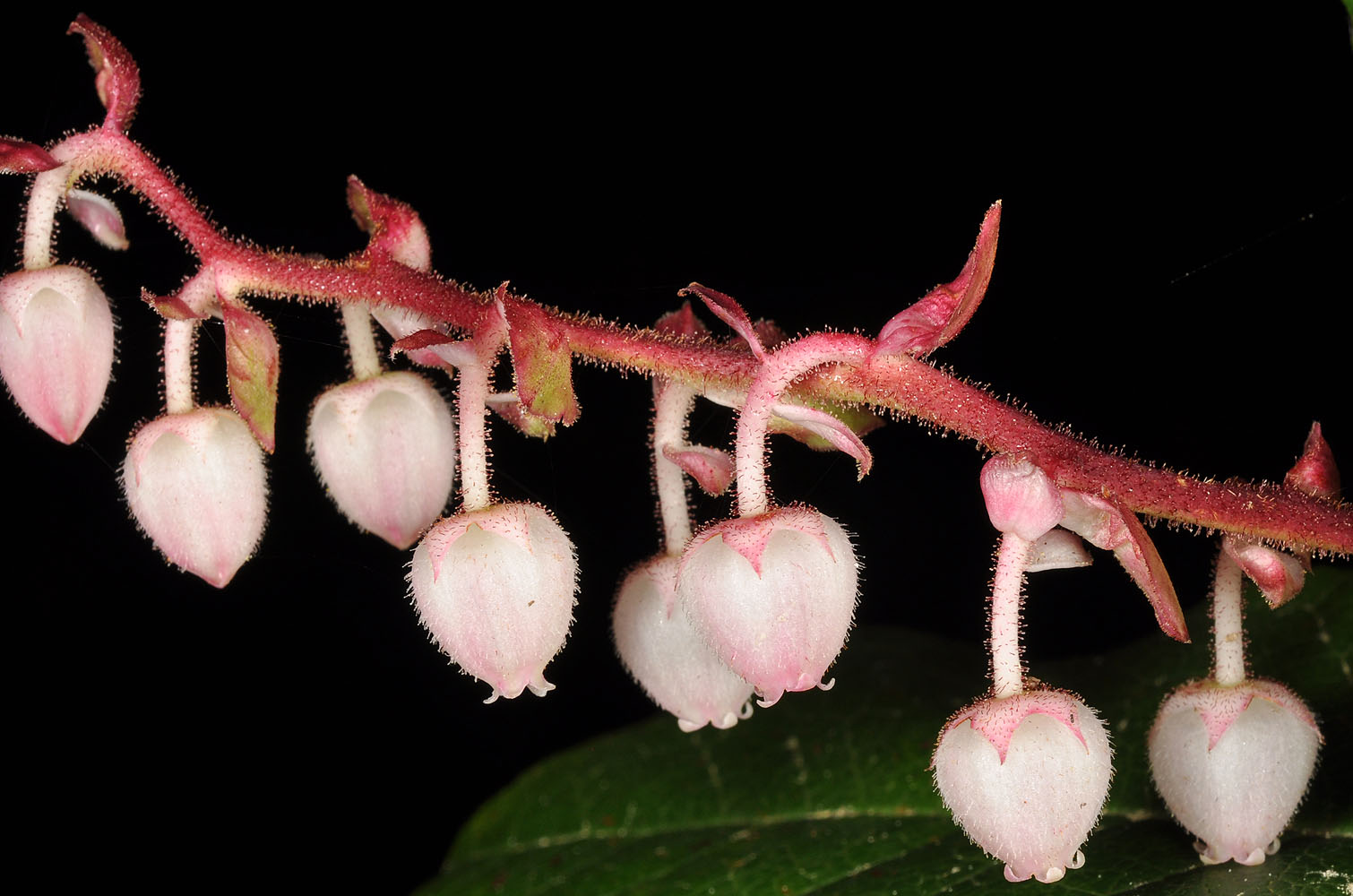 Flora of Eastern Washington Image: Gaultheria shallon
