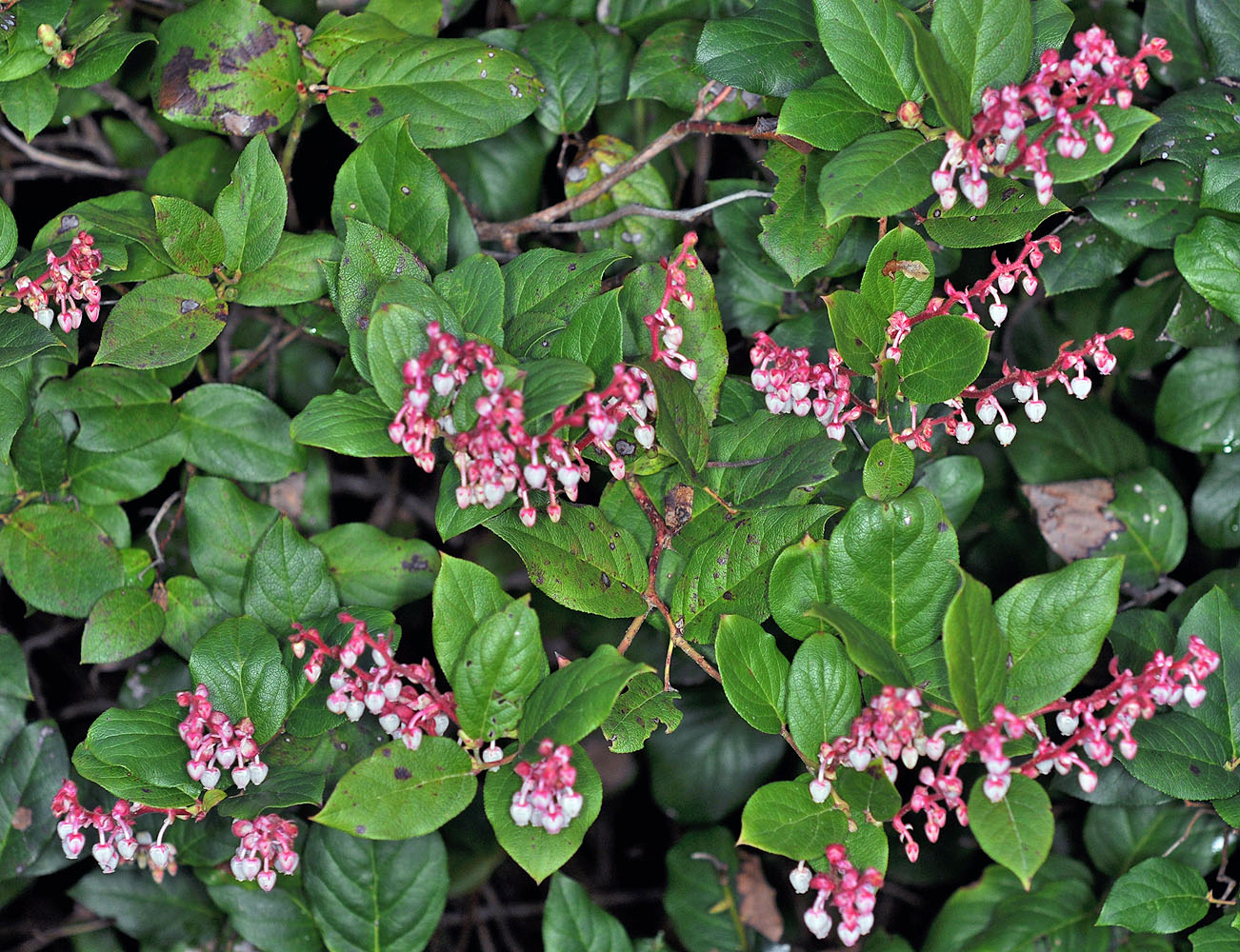 Flora of Eastern Washington Image: Gaultheria shallon