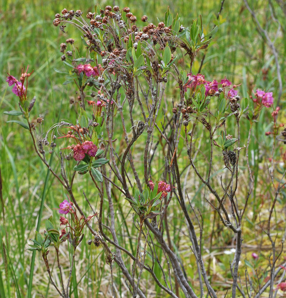 Flora of Eastern Washington Image: Kalmia microphylla