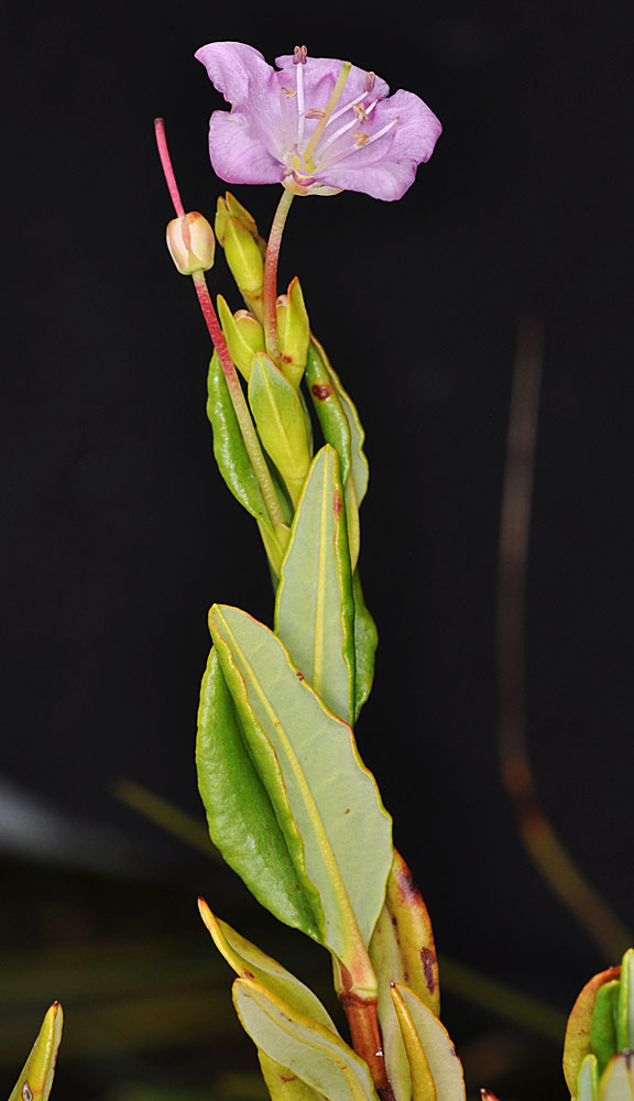 Flora of Eastern Washington Image: Kalmia microphylla