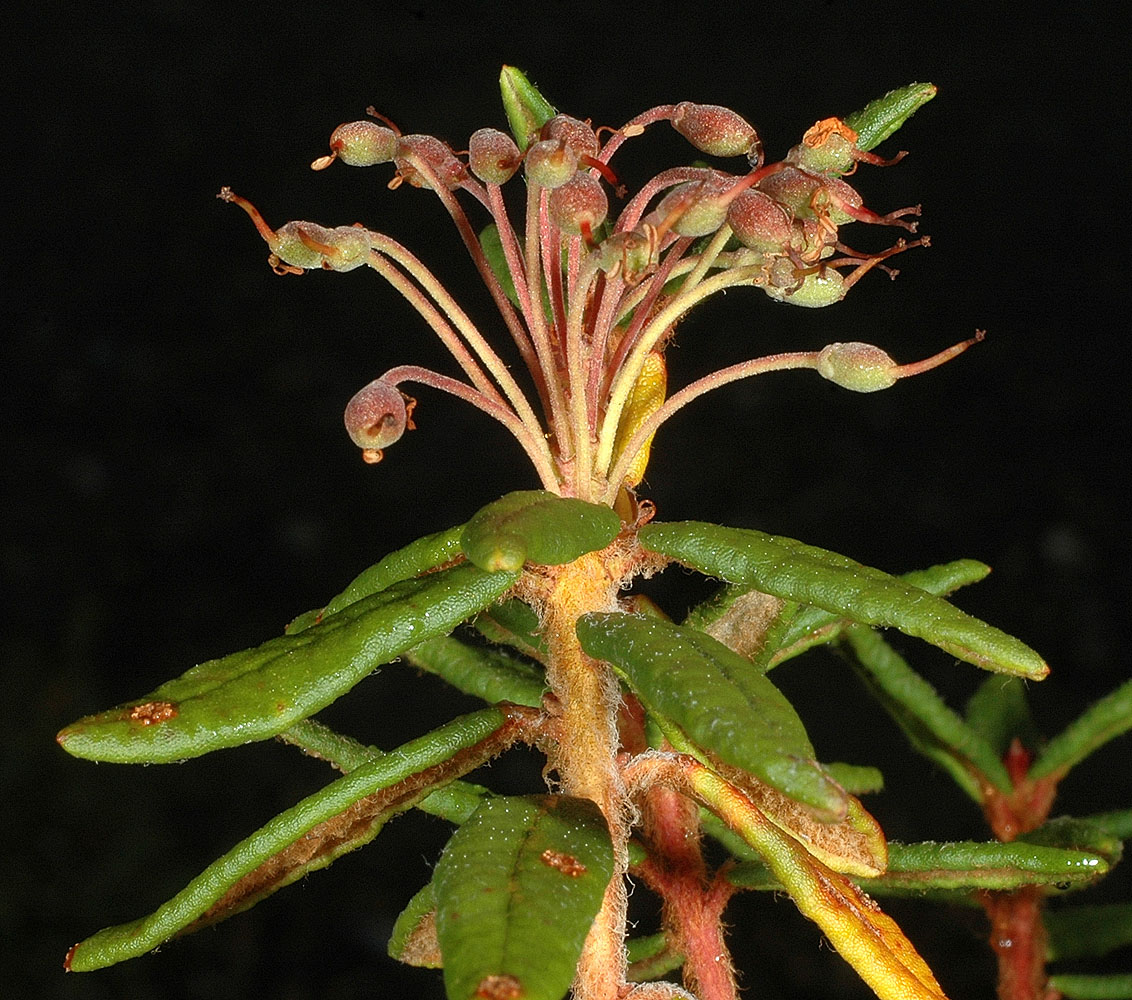 Flora of Eastern Washington Image: Rhododendron groenlandicum