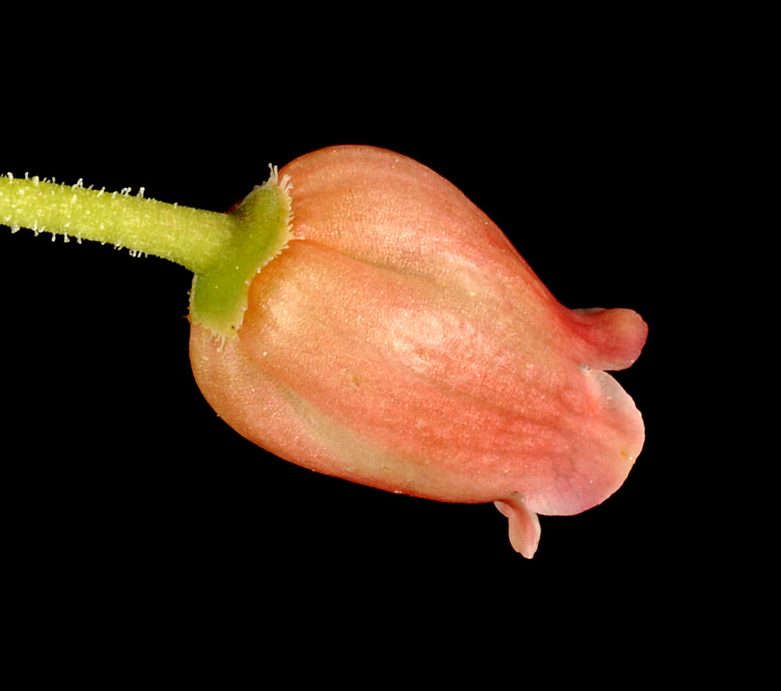 Flora of Eastern Washington Image: Rhododendron menziesii