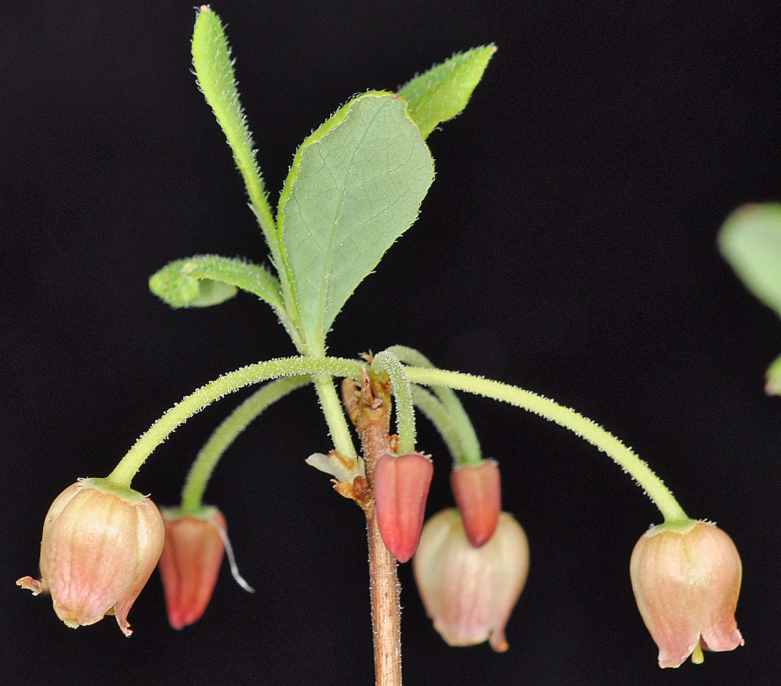 Flora of Eastern Washington Image: Menziesia ferruginea