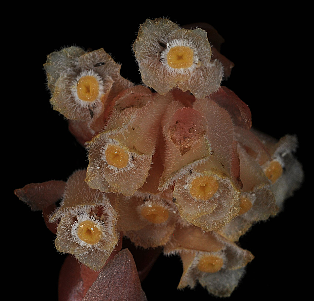 Flora of Eastern Washington Image: Monotropa hypopitys