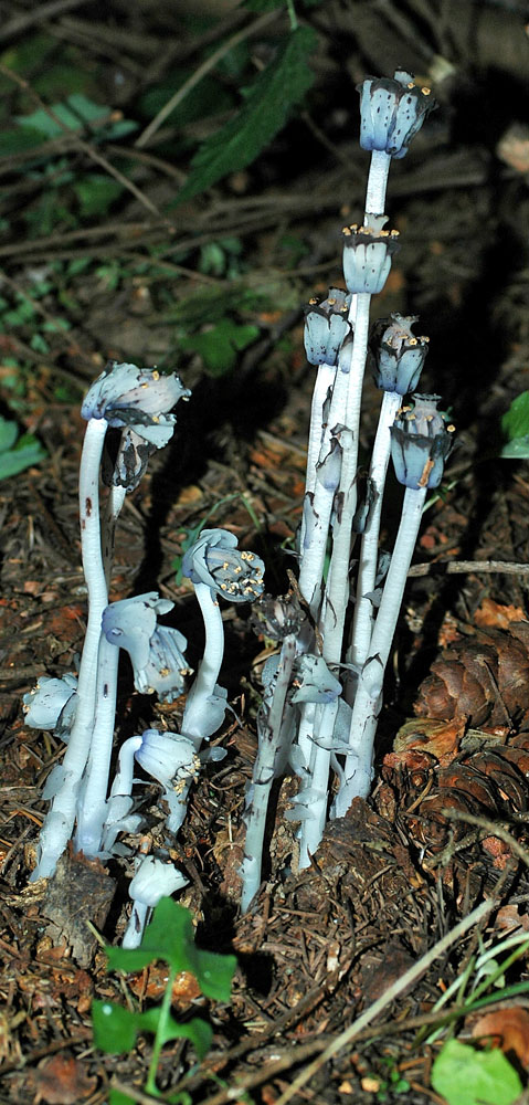 Flora of Eastern Washington Image: Monotropa uniflora
