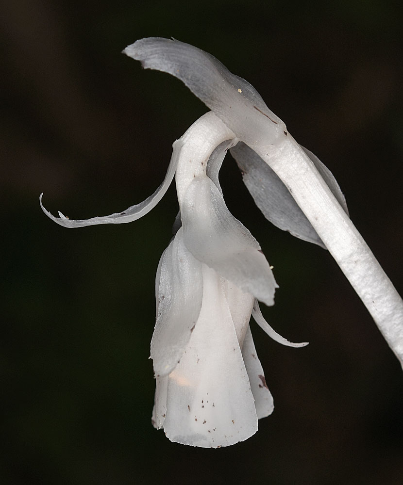 Flora of Eastern Washington Image: Monotropa uniflora