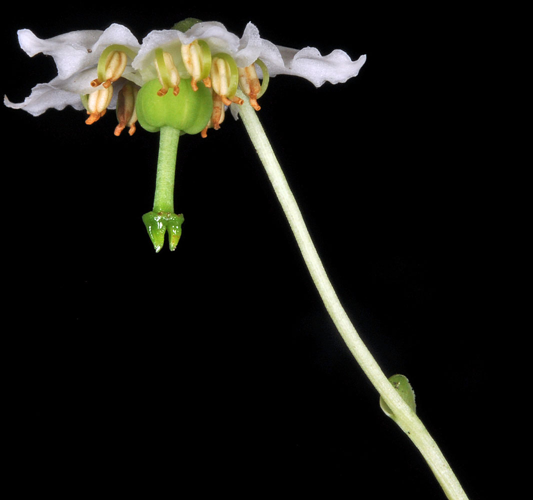 Flora of Eastern Washington Image: Moneses uniflora