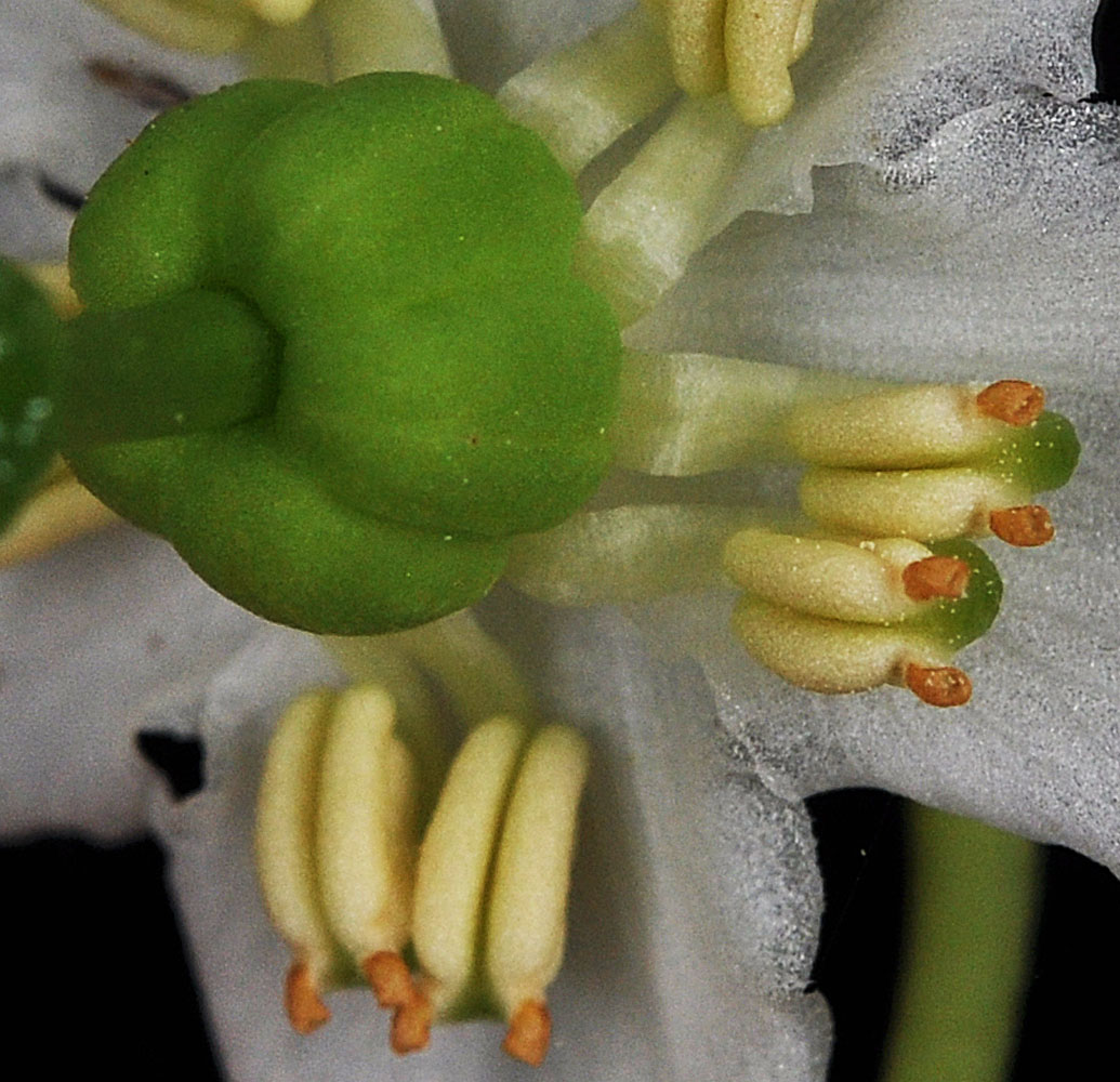 Flora of Eastern Washington Image: Moneses uniflora