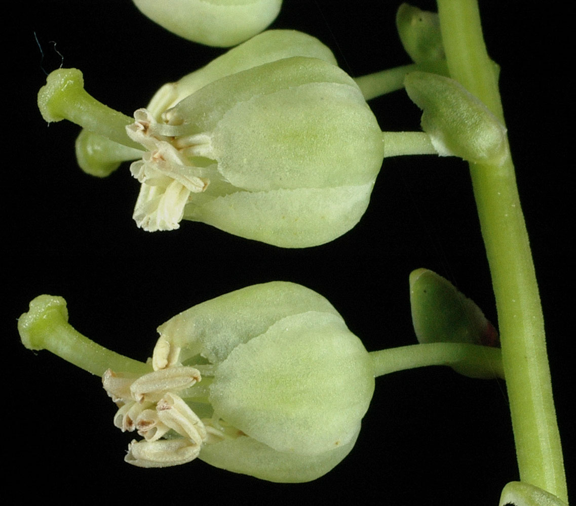 Flora of Eastern Washington Image: Orthilia secunda