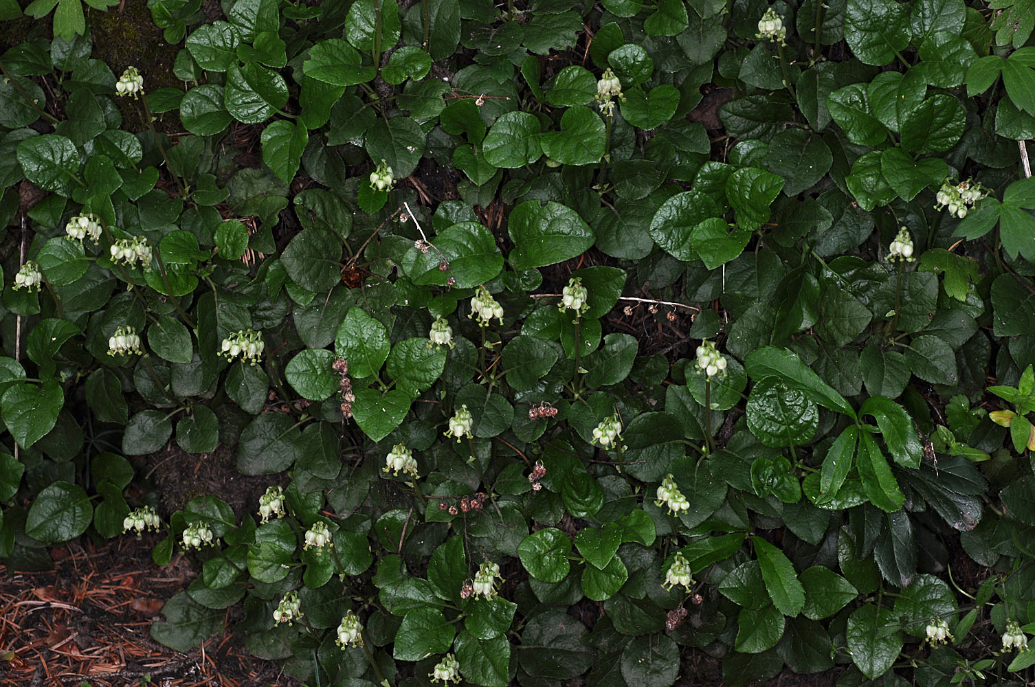 Flora of Eastern Washington Image: Orthilia secunda