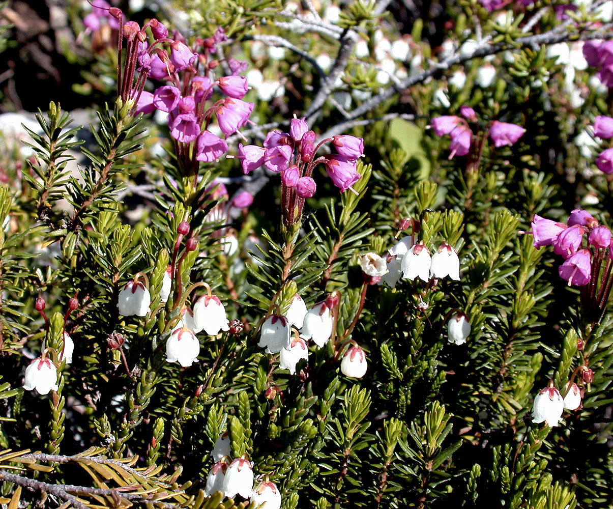 Flora of Eastern Washington Image: Phyllodoce empetriformis
