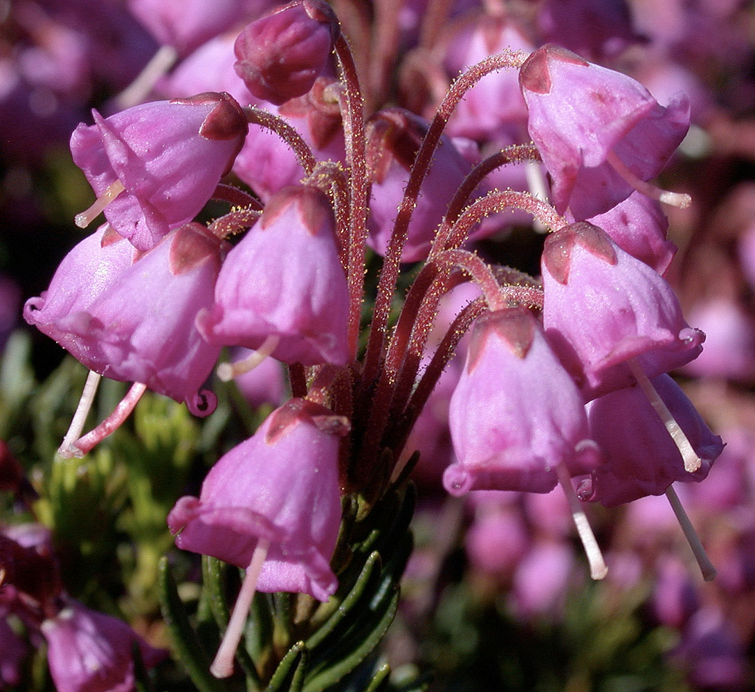 Flora of Eastern Washington Image: Phyllodoce empetriformis