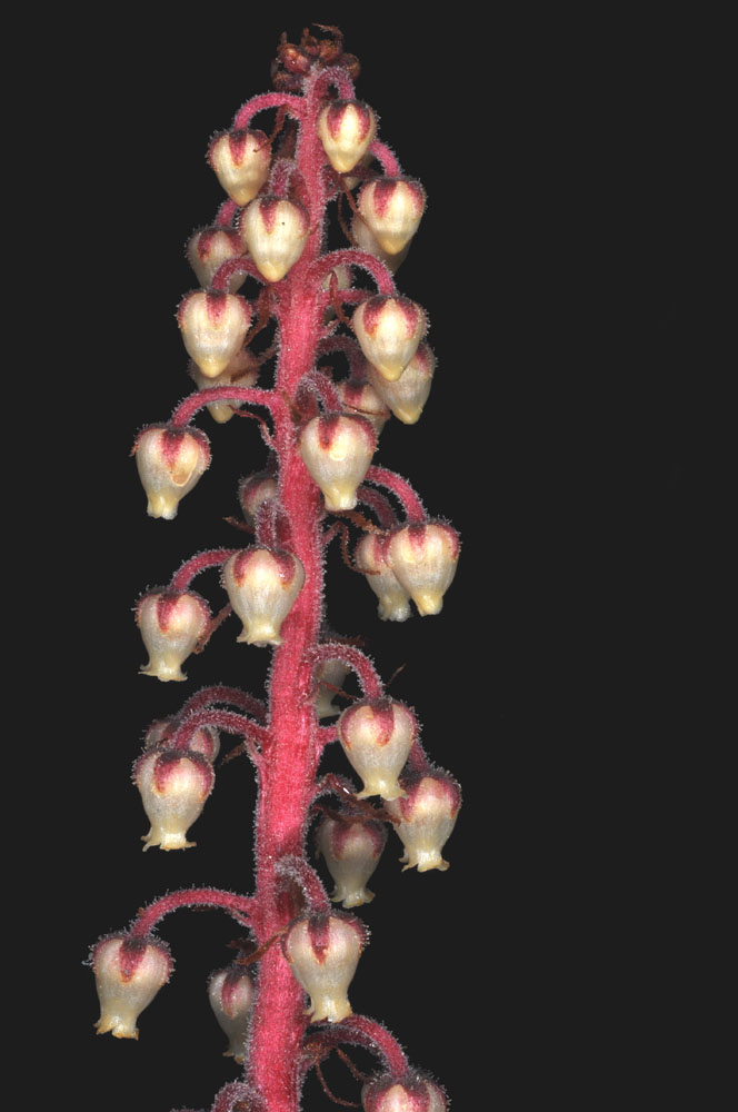 Flora of Eastern Washington Image: Pterospora andromedea