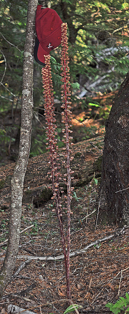Flora of Eastern Washington Image: Pterospora andromedea