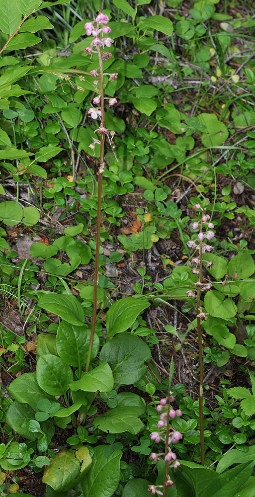 Flora of Eastern Washington Image: Pyrola asarifolia
