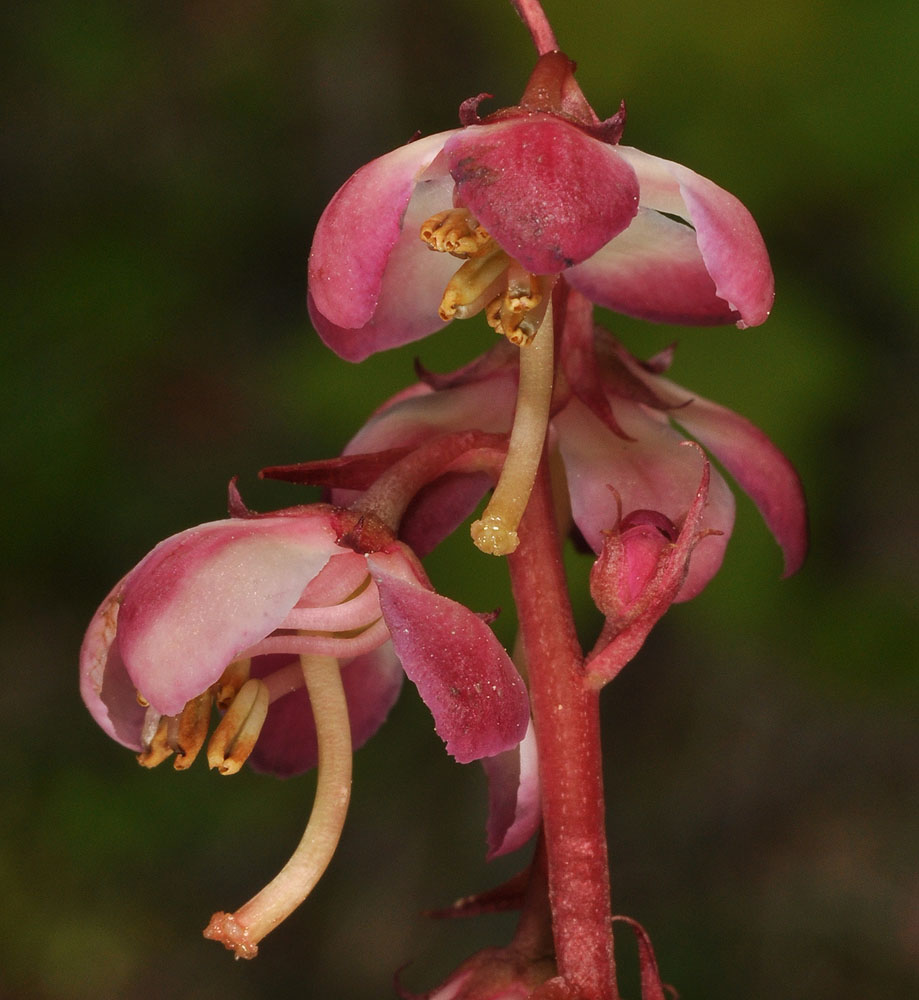 Flora of Eastern Washington Image: Pyrola asarifolia