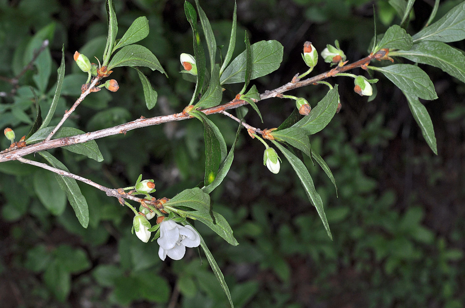 Flora of Eastern Washington Image: Rhododendron albiflorum