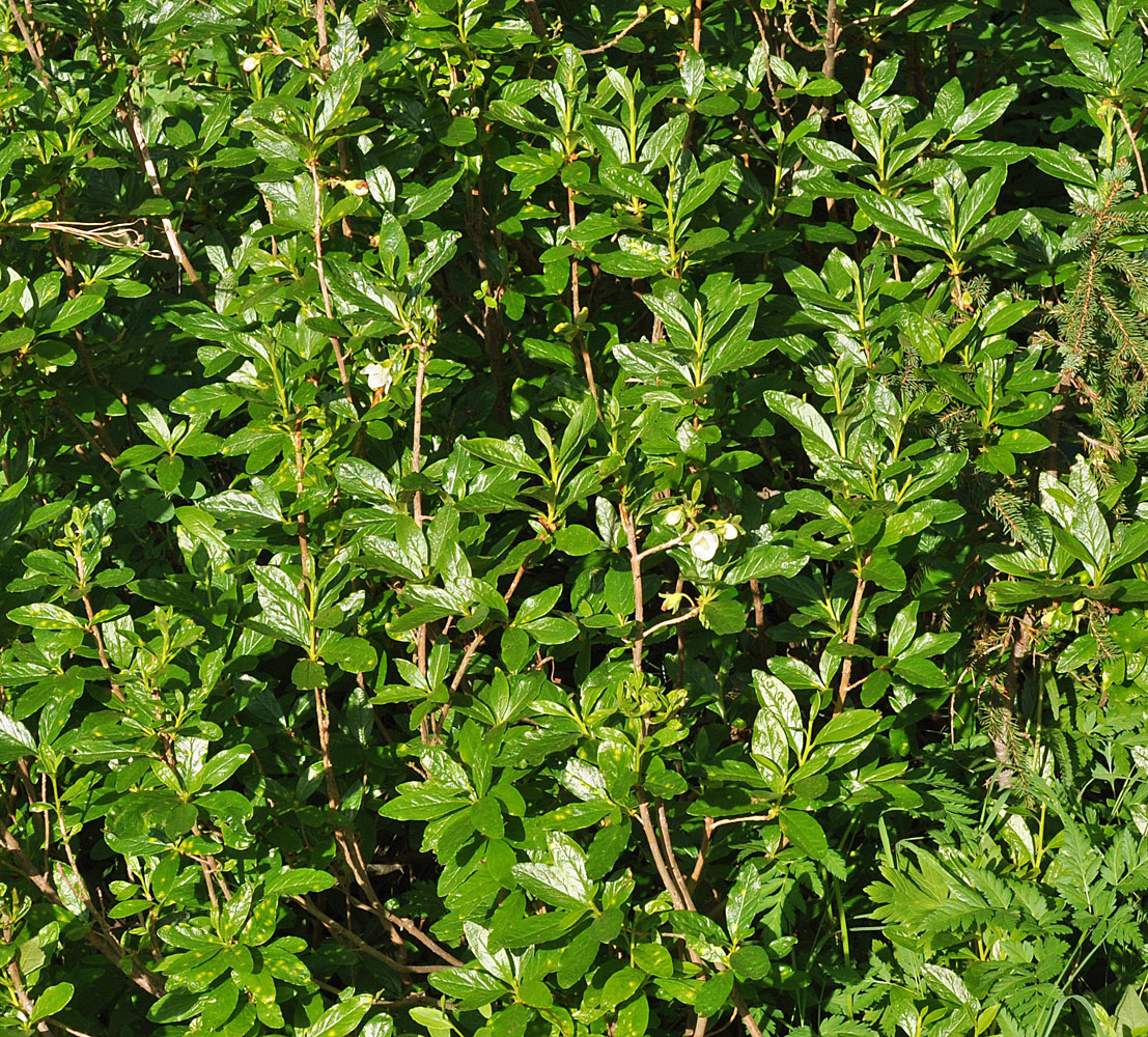 Flora of Eastern Washington Image: Rhododendron albiflorum