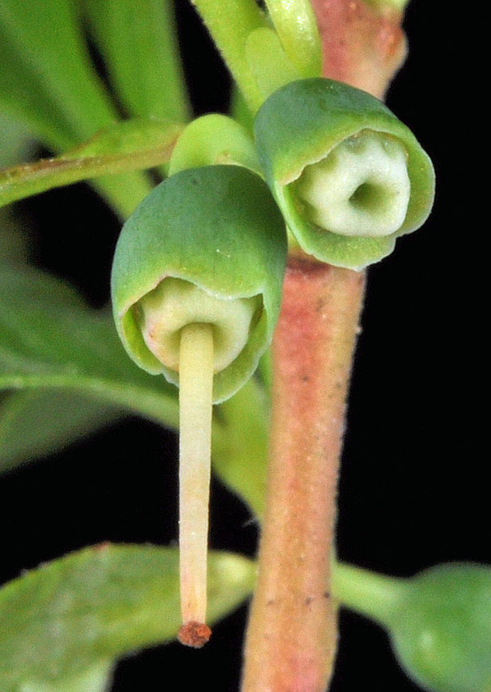 Flora of Eastern Washington Image: Vaccinium caespitosum