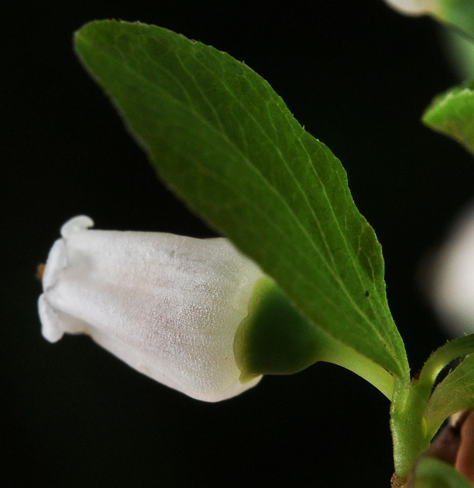 Flora of Eastern Washington Image: Vaccinium caespitosum