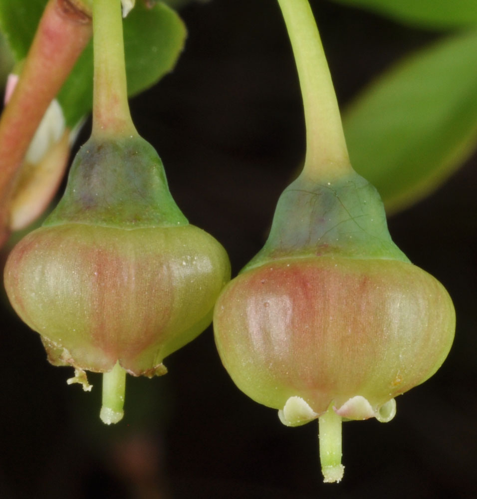 Flora of Eastern Washington Image: Vaccinium membranaceum
