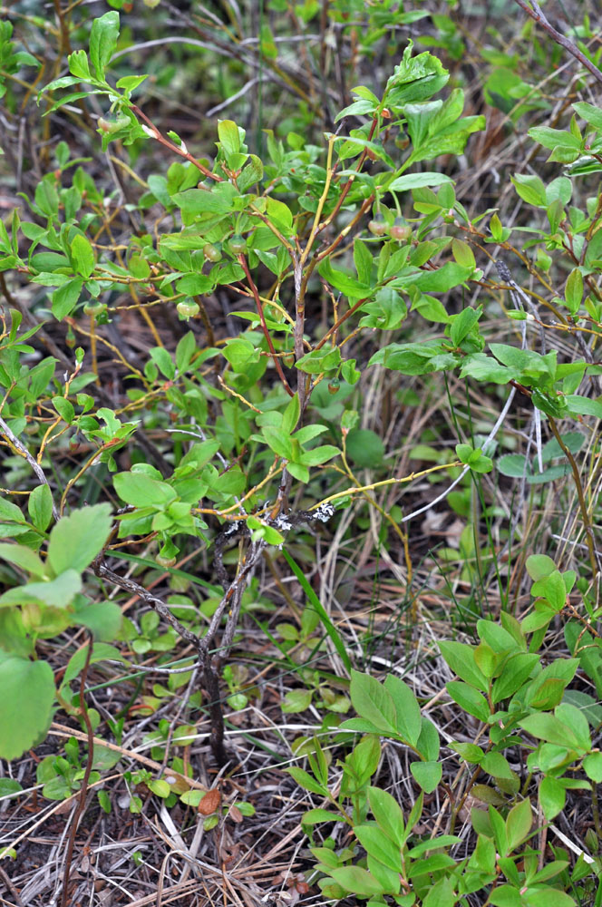 Flora of Eastern Washington Image: Vaccinium membranaceum