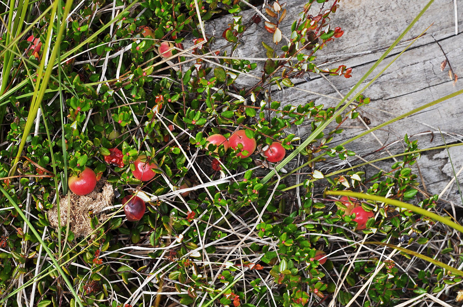 Flora of Eastern Washington Image: Vaccinium oxycoccos
