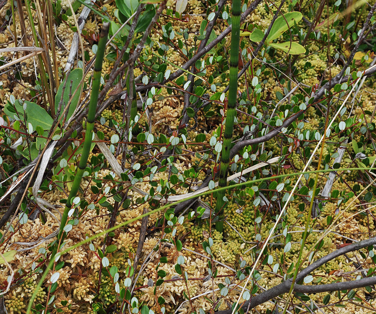 Flora of Eastern Washington Image: Vaccinium oxycoccos