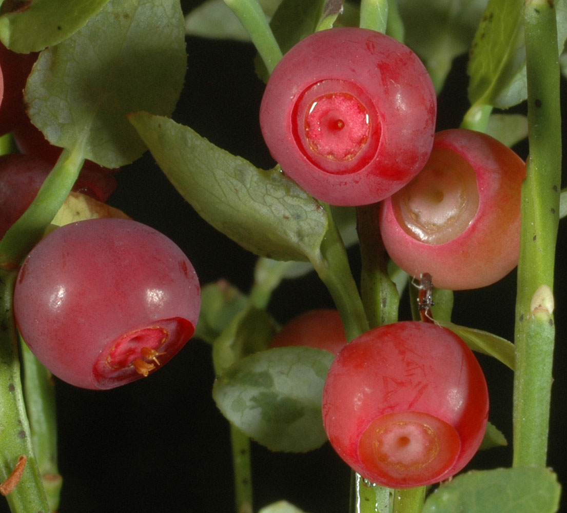 Flora of Eastern Washington Image: Vaccinium scoparium