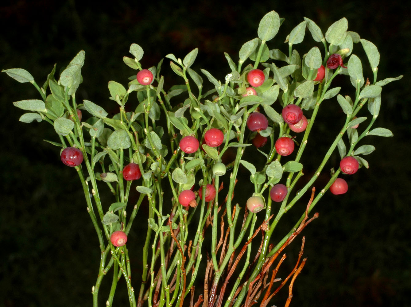 Flora of Eastern Washington Image: Vaccinium scoparium
