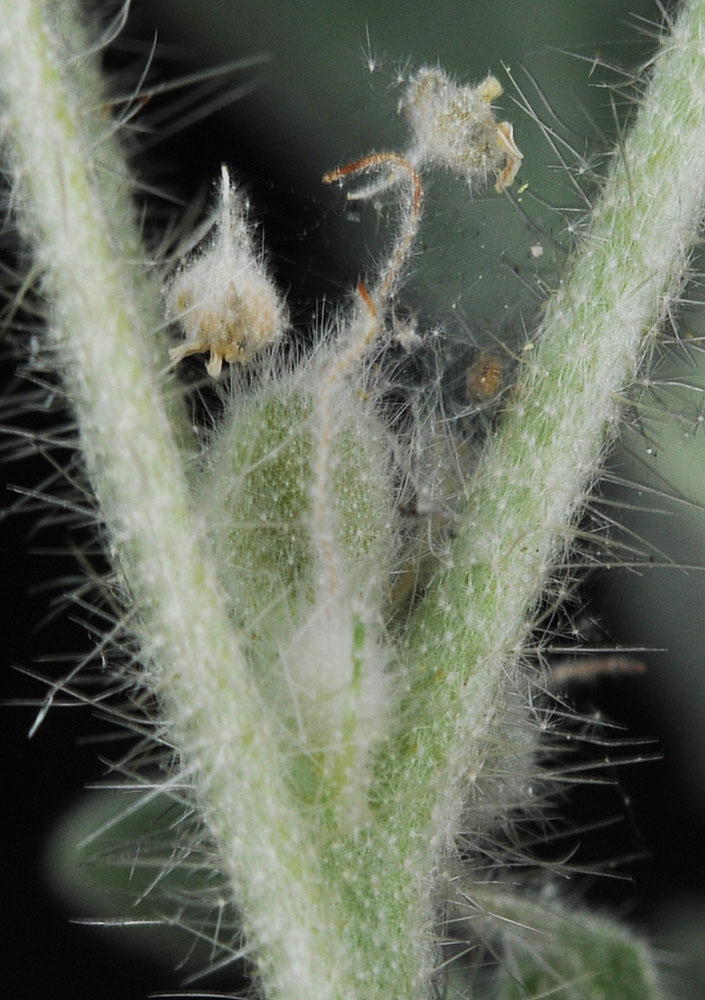 Flora of Eastern Washington Image: Croton setigerus
